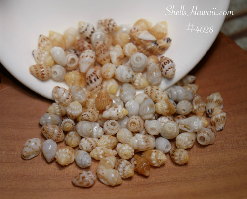 #4028
Mixed momi shells from Niʻihau for Hawaiian shell jewelry making, medium to large un-poked shells