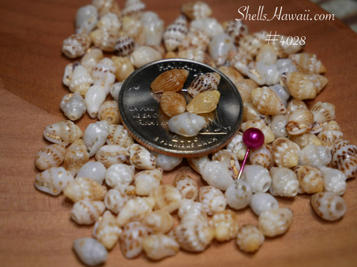 Hawaiian momi shell supply from Niʻihau for Pikake and Heliconia style earrings, natural shell variation