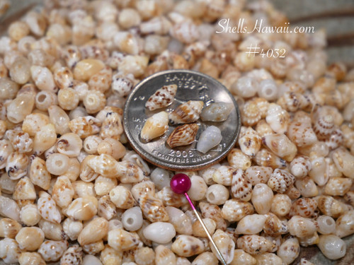 #4032
Momi shells supply from Niʻihau prepared for Pikake and Crown Flower style earrings, small shells with good luster for beginner jewelry makers
