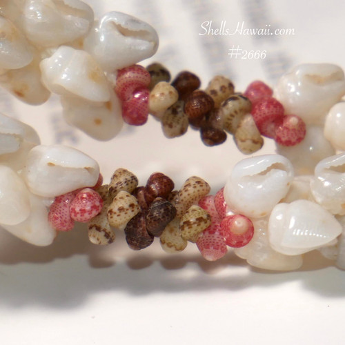 Close up of Kipona style Niʻihau shell earrings showing momi shells and pink flower, green and black kahelelani shell details