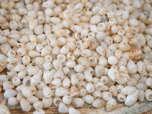 Real Niihau Momi shells from Hawaii loose shell supply for making Hawaiian shell jewelry, natural off white shells with light blue tint