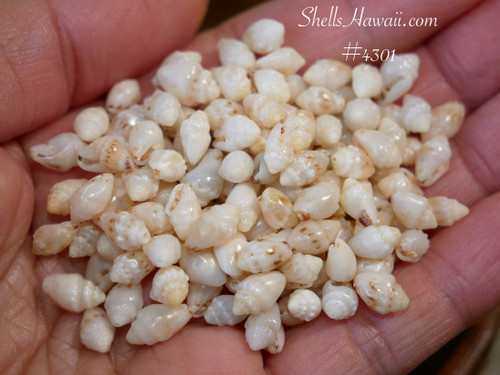 #4303
Niihau Momi shell supply for jewelry making, mixed size off white shells with blue tint from Hawaii, ニイハウシェル 貝殻ジュエリー