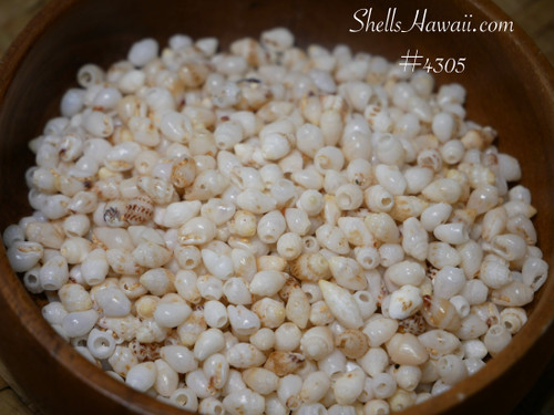 #4305
Mixed Niʻihau Momi shell supply in off-white tones with natural tan markings, small Hawaiian shells used for Pikake, Kipona and four strand shell jewelry making