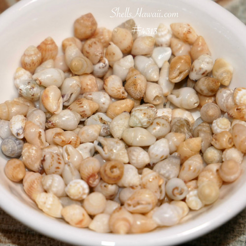 #4313
Genuine Momi shells from Kauai mixed size shell supply for Hawaiian jewelry making beginner shell jewelry supplies