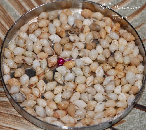 Mixed size Momi shell mix blue gray cream yellow orange tones Hawaiian shell jewelry making materials real ocean shell supply