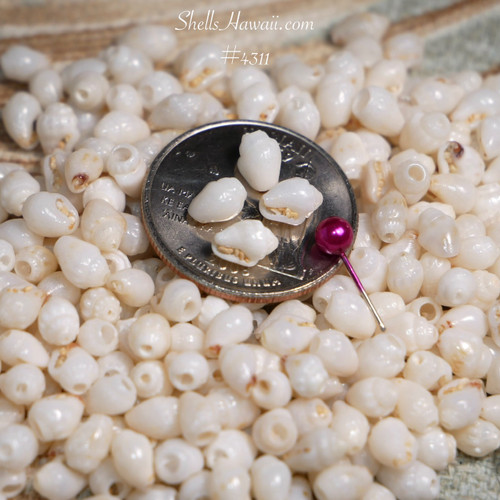 White Momi shell mix real ocean shells for Hawaiian jewelry making supplies earrings lei crafting materials