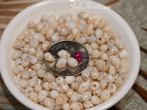 Blue hue Momi shell mix with yellow undertone real ocean shells for Hawaiian jewelry making supplies earrings lei crafting