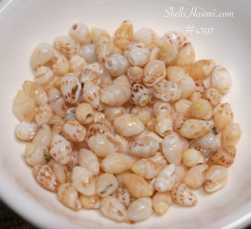 Small medium seashell mix for crafts real shells for making jewelry beach style DIY shell supplies