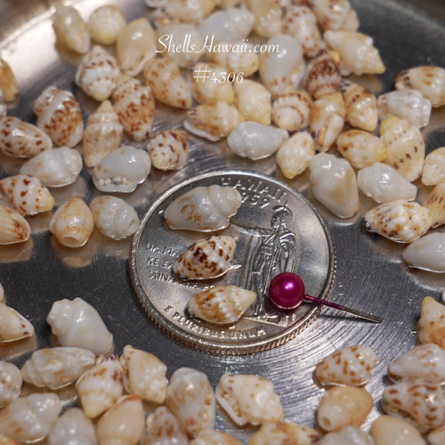 genuine Niihau shell supply momi shells mixed size for making Hawaiian jewelry earrings and lei