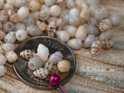 #4314
Niʻihau Momi shells small size mixed color shell supply for beginner jewelry making Hawaiian shell jewelry supplies ShellsHawaii