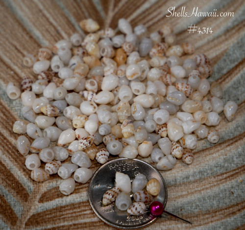 Small size Momi shells from Niʻihau for Pikake style earrings jewelry making Hawaiian shell supply mixed color shells