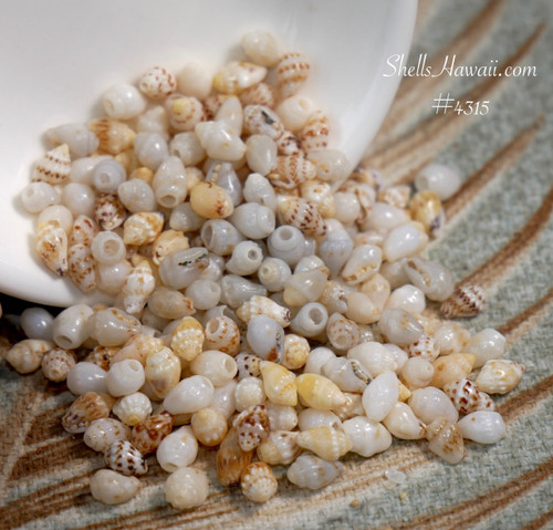 #4315
Niʻihau Momi shells small size mixed color shell supply for beginner jewelry making Hawaiian shell supplies ShellsHawaii