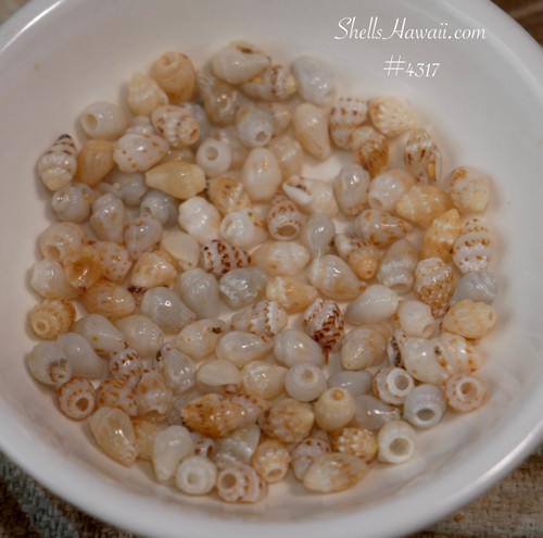 100 pcs Momi shells from Niihau small size mixed colors for four strand and crown flower jewelry making