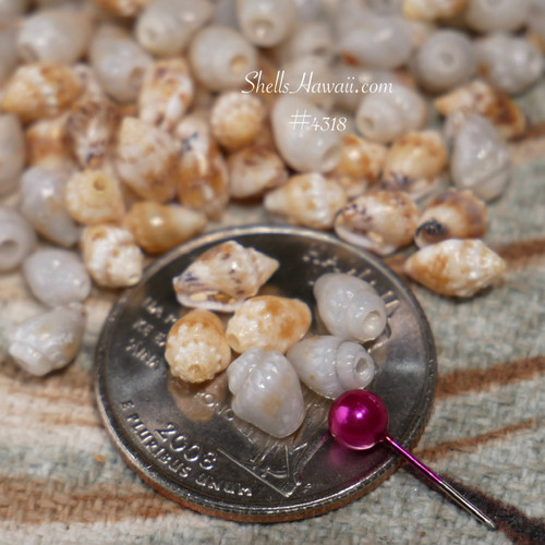#4318
Niihau Momi shells small size shell supply for jewelry making Hawaiian shell jewelry materials ShellsHawaii