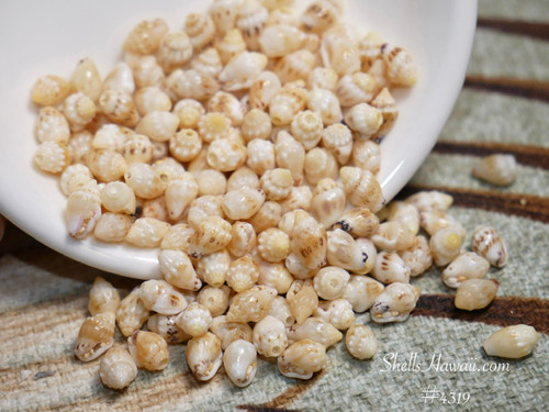 authentic niihau momi shells yellow lenalena hawaiian shell jewelry making supply medium size shells