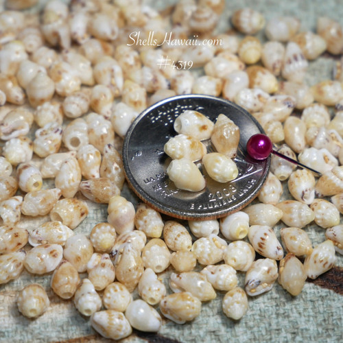 #4319
genuine niihau momi shells lenalena yellow medium size shell supply jewelry making shellsHawaii #4319