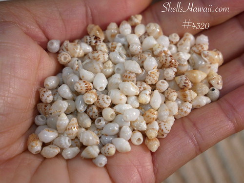 #4320
genuine niihau momi shells small size mixed color uliuli blue lenalena yellow shell supply #4320