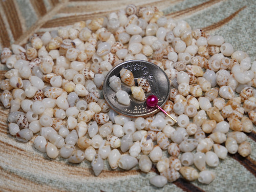 authentic niihau momi shells mixed colors blue yellow white spotted small size jewelry making shells