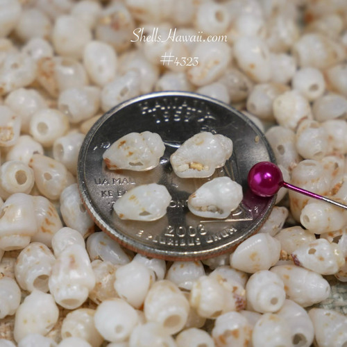 #4323
small momi shells on coin showing size detail off white shells with natural freckles niihau shells