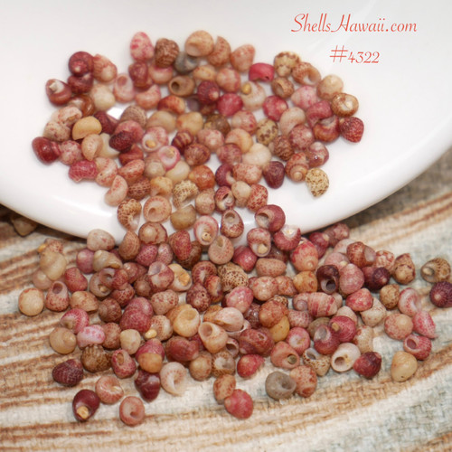 #4322
kahelelani shells mixed colors in bowl kauai shell supply jewelry making natural spotted shells