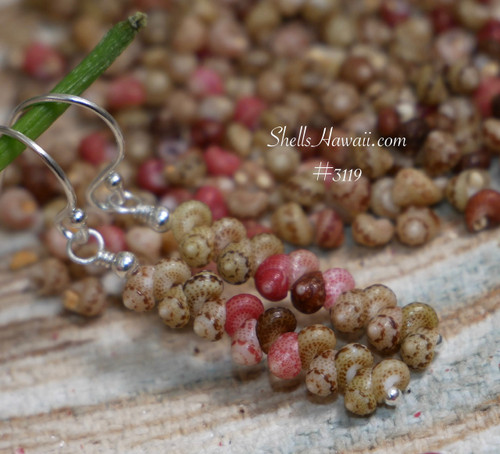 Dainty Niihau Kahelelani shell earrings close up with natural matte finish shells in mixed island colors