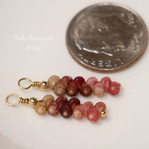 Mini Hawaiian shell earrings featuring Kahelelani shells in pink, burgundy and green tones shown next to a coin for size comparison, closeup shows color pattern, shell quality and detailed workmanship, 3/4" drop with 14k gold filled wire, Hawaiian shell jewelry gift for her under $100