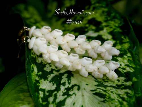 nier_3649
Pair of genuine Niʻihau Momi shell Pikake earrings displayed on a green tropical leaf, showcasing handcrafted off white Momi shells with a subtle blue gray tint and traditional Hawaiian shell jewelry craftsmanship.