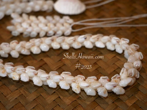 Close-up of Niʻihau Momi shell lei #2023 in traditional Pikake style with natural off-white shells and red waha