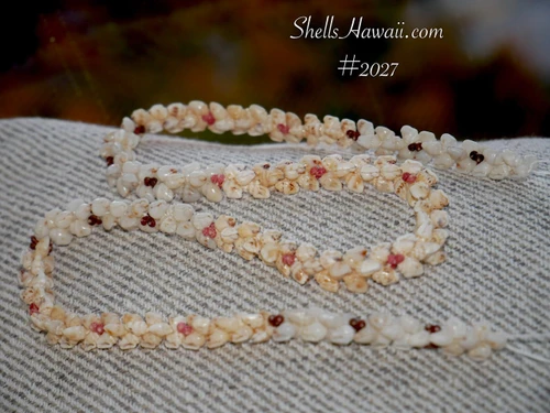 Full display of Niʻihau Momi and Kahelelani Kipona style shell lei before adding the clasp, showing the natural twisting pattern and mixed shell colors.