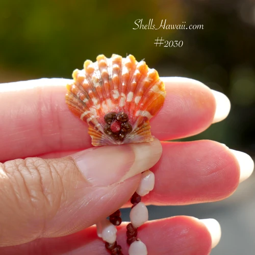 ninl_2030
Front close-up of 23 mm Oahu sunrise shell with deep orange, white, pink and purple coloring on Hawaiian shell lei #2030