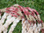 Center close-up of collectible Niʻihau shell lei displaying detailed Kahelelani shell sections in pink flower, red burgundy, natural, and brown colors handcrafted in traditional Manua Loa style with beautiful contrast against white Momi shells.
