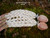 Front side display of traditional Niʻihau Kipona style shell lei finished with white Keʻokeʻo Momi shells and handcrafted brown granulated cowrie shell clasp accented with solid 14K gold hook closure.