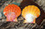 Natural pair Red & Yellow Sunrise shell pendant