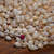310 Niihau shell supply of loose mixed-size B+ grade Momi shells, un-poked with natural luster,