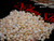 310-piece pre-poked Momi shell kit from Ni‘ihau, mixed sizes with subtle caramel undertones and included Heliconia shell earring guide