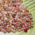 Close-up of genuine mixed color Kahelelani shells with a regular head pin for scale, showing beautiful natural color variation and luster. These tiny Niʻihau shells are ideal for delicate Hawaiian shell lei, Heliconia styles, minimalist earrings, pendants, and island-inspired jewelry creations.