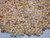 500 pcs mix color Momi shells supply from Niihau