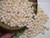 Niihau shell kit 100 pcs off-white Momi shells pre-poked in Pikake style, with thread, Puka shells, 14K gold hooks