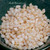 350 pcs Niihau shells supply/ Momi shells for making Niihau shell jewelry #2056