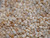 Close up mixed color Momi shells showing NOT FULL size shells with smaller shapes, shorter bodies, natural imperfections, and glossy luster for Hawaiian shell jewelry making