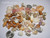 Hawaiian seashell assortment from island beaches featuring mixed sizes and natural shine