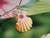 Sunrise shell pendant #223