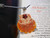 Orange and white Hawaiian sunrise shell pendant with authentic Niʻihau shells and Kahelelani flower accent