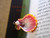 Unique Hawaiian sunrise shell pendant featuring orange, pink, and white tones with Niʻihau shells