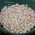 300 Niihau shells supply Momi shells un-poked mixed sizes off-white with light yellow hue,
