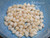 100 Niihau shells supply Momi shells off-white medium to large size, un-poked with good luster, ideal for shell jewelry 100 Niihau shells supply Momi shells off-white medium to large size, un-poked with good luster, ideal for shell jewelry