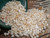 2 film canisters of Mix Laiki and Momi shells Supply from Niihau #2628
