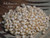 400 pcs of Momi Shells – Off White with Light Yellow Mix (Includes How to Create Pikake Style Shell Earrings Instructions) #2371