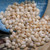 300 pcs of Momi Shells – Off-White, Light Yellow & Blue Hues, Medium to Large Size (Includes How to Create Pikake Style Shell Earrings Instructions) #2372