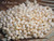 Medium (4 mm) Niihau Momi shells 400 pcs, off-white with yellow hues and waha color variation, un-poked loose shells,
